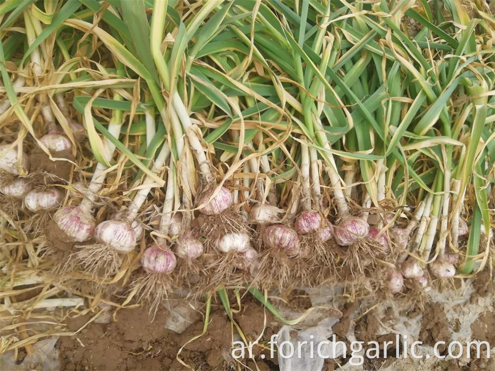 Normal White Garlic